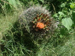 Ferocactus wislizeni