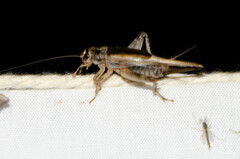Eumodicogryllus bordigalensis