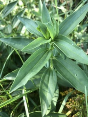 Saponaria officinalis