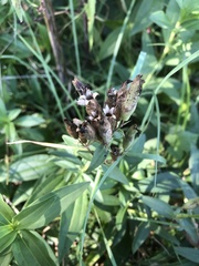 Saponaria officinalis