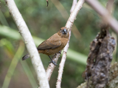 Sporophila angolensis