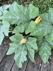 Cucurbita