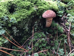 Suillus spraguei