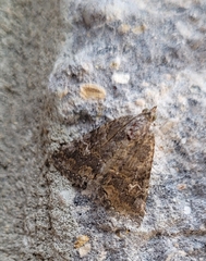 Eubolina impartialis