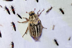 Anoxia australis