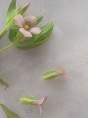 Schultesia guianensis