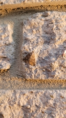 Eubolina impartialis