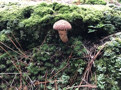 Suillus spraguei