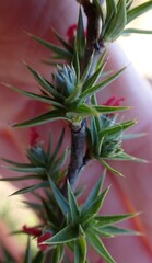 Cliffortia ruscifolia