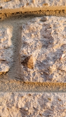 Eubolina impartialis