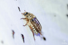 Anoxia australis