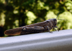 Anacridium aegyptium