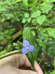 Tradescantia