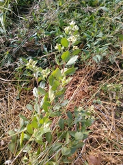 Baccharis halimifolia