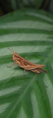 Orphulella