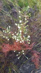 Lachnaea diosmoides