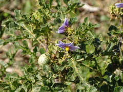 Solanum linnaeanum