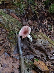 Russula fragilis