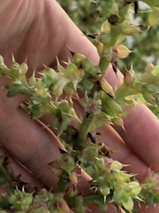 Salsola kali