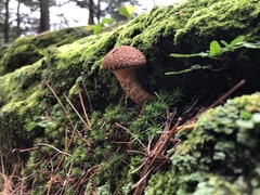 Suillus spraguei