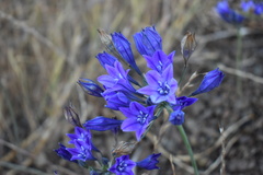 Triteleia laxa