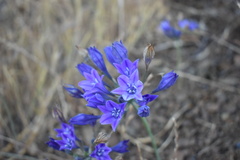 Triteleia laxa