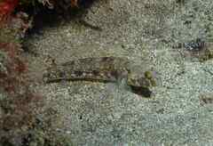 Gobius niger