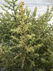 Salsola kali