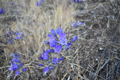 Triteleia laxa