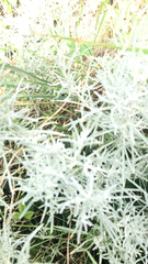 Artemisia filifolia