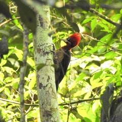 Campephilus robustus