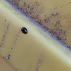 Chilocorus bipustulatus