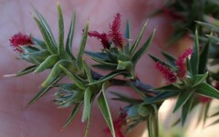 Cliffortia ruscifolia