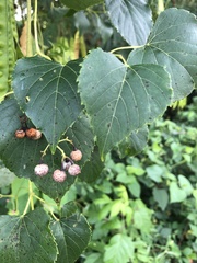 Ampelopsis cordata