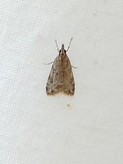 Scopariinae