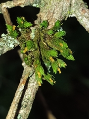 Ulota crispa