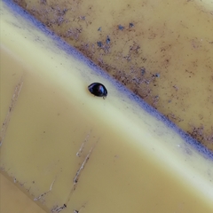 Chilocorus bipustulatus