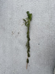 Myriophyllum sibiricum