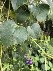 Ampelopsis cordata