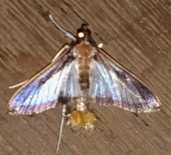 Diaphania