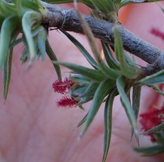 Cliffortia ruscifolia
