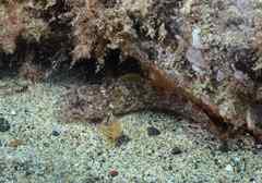 Gobius paganellus