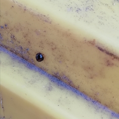 Chilocorus bipustulatus