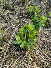 Baccharis halimifolia