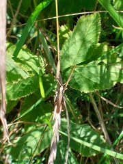 Gomphocerippus rufus