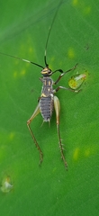 Phylloscyrtus amoenus