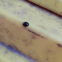 Chilocorus bipustulatus