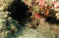 Vanneaugobius canariensis