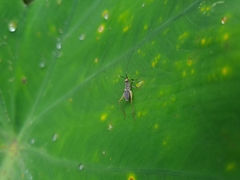 Phylloscyrtus amoenus