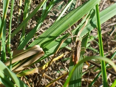 Gomphocerippus rufus